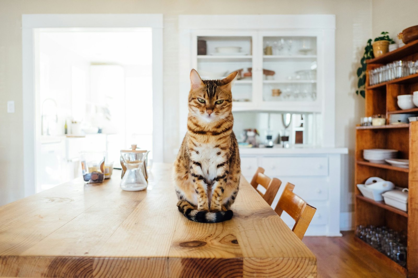 Essential Cat Supplies: 10 Must-Have Items for Every Cat Owner